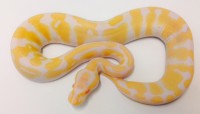 Albino 100% Het Tri-Stripe Ball Python