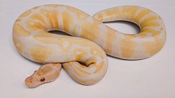 VPI Lavender Albino