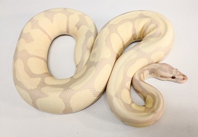 #1262 M 2013 TSK Lavender Snowball Python